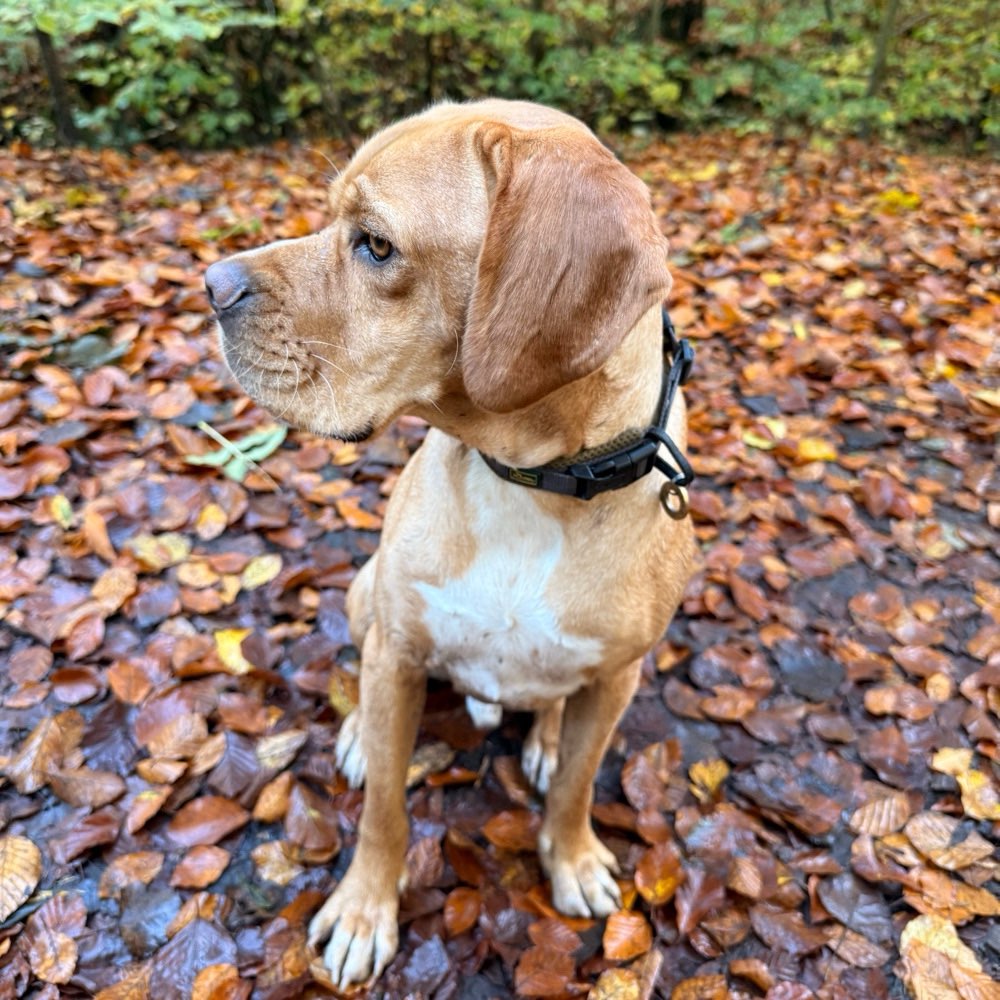 Hundetreffen-Spielfreund gesucht-Profilbild