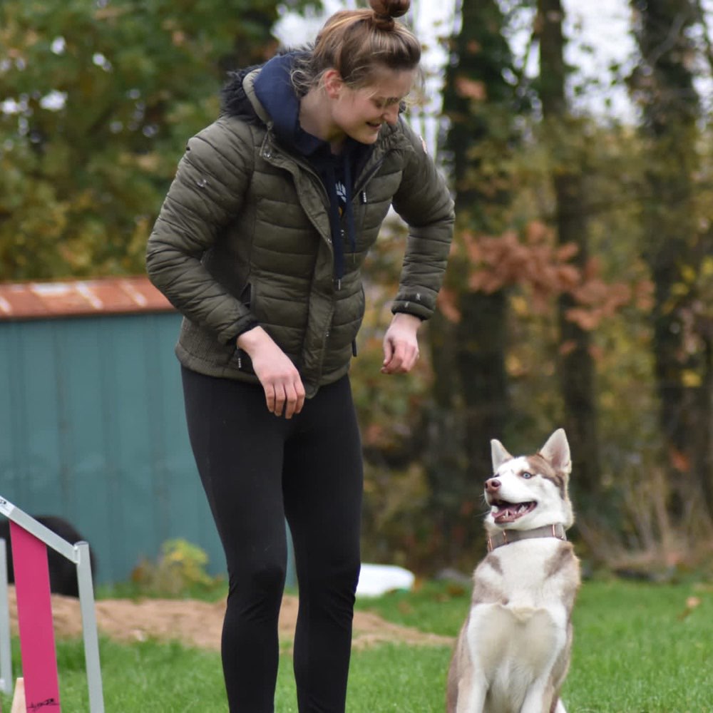 Hundetreffen-Gemeinsame Gassirunden als TRAINING für Hundebegegnungen-Profilbild