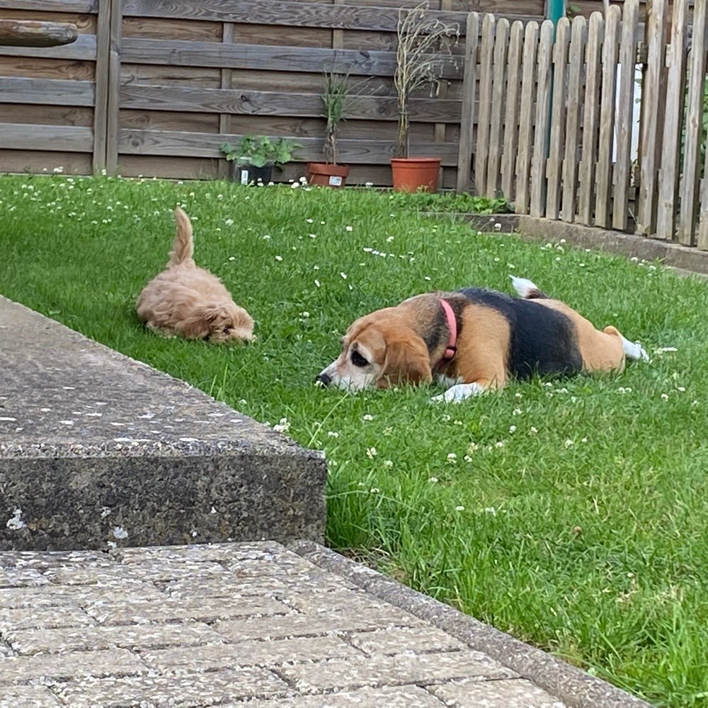 Hundetreffen-Suche kleinen Welpen Spielpartner-Profilbild