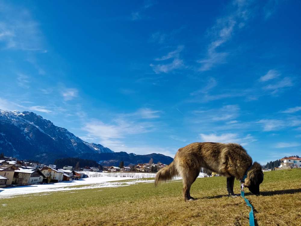 Hundetreffen-Spiel- und Spaziertreffen-Profilbild