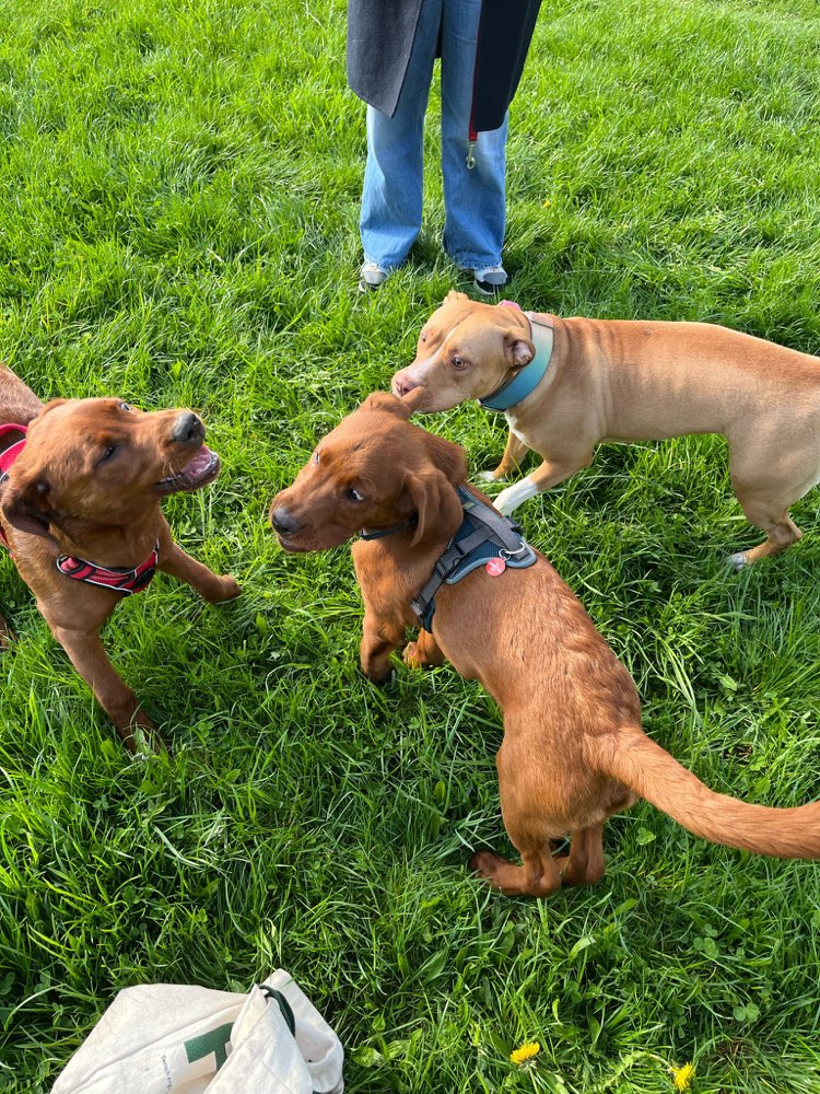 Hundetreffen-Spieltreff-Profilbild