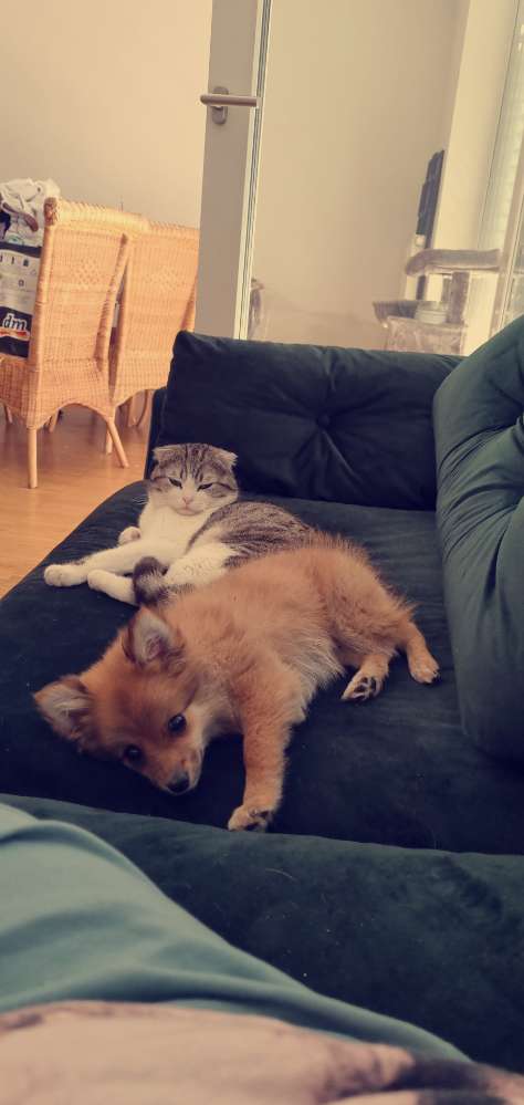 Hundetreffen-Hundtreff /Gassirunde-Profilbild