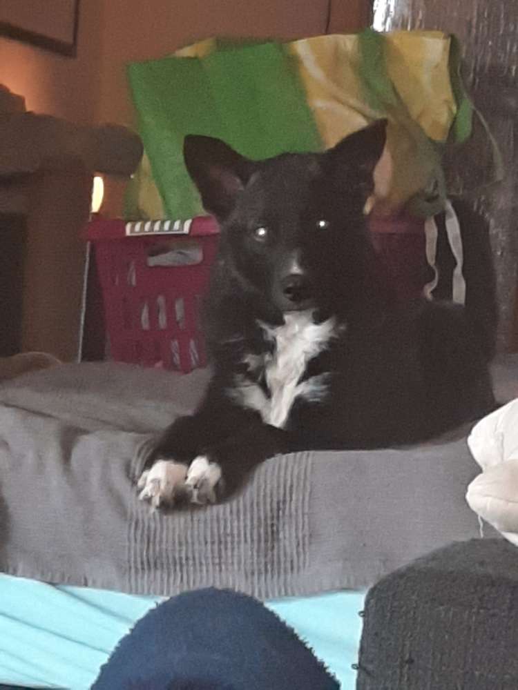 Hundetreffen-Treffen zum Spielen, schnüffeln, Kennenlernen-Profilbild