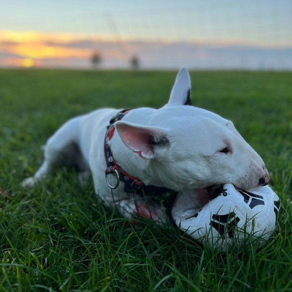 Hundetreffen-Spielkameraden gesucht !-Profilbild