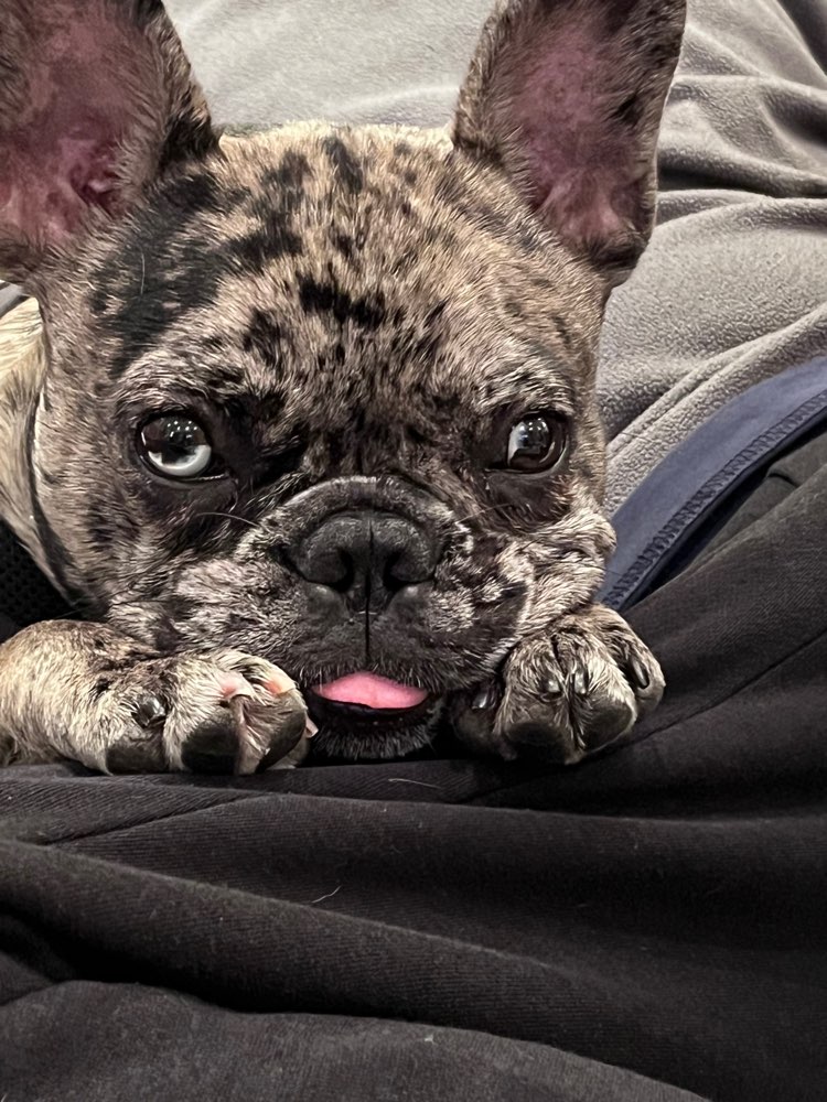 Hundetreffen-Spazieren gehen-Profilbild