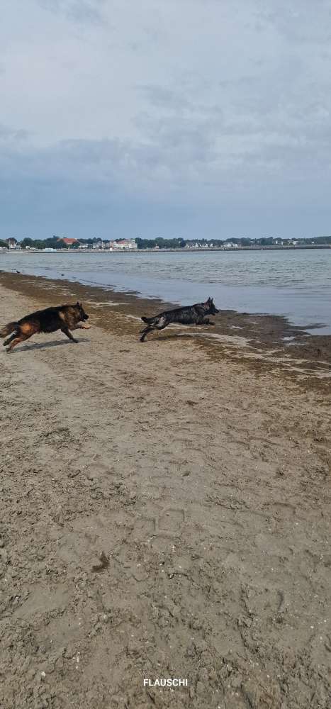 Hundetreffen-Spielrunde oder planschen in der Ostsee-Profilbild