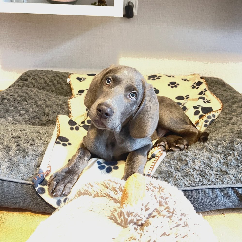 Hundetreffen-Welpentreffen in Barsinghausen-Profilbild