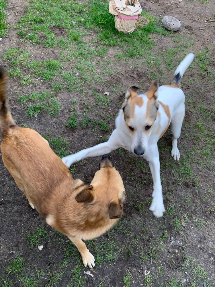 Hundetreffen-Trainieren und Spazieren-Profilbild