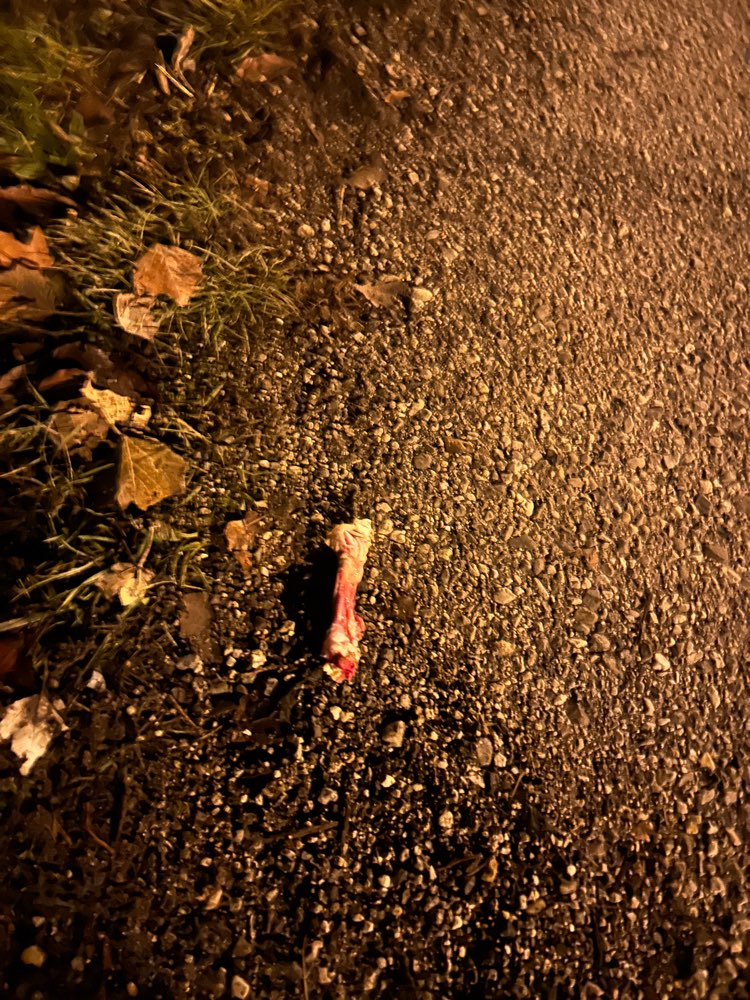 Giftköder-Knochen-Profilbild