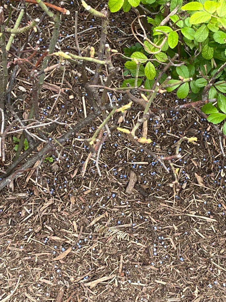 Giftköder-Blaukorn im Beet-Profilbild