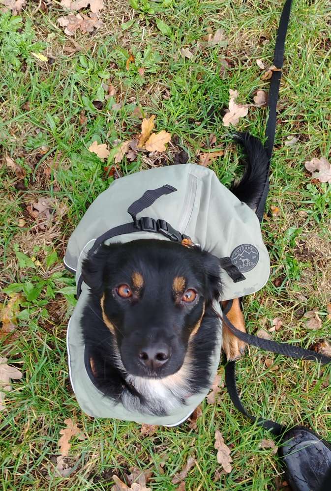 Hundetreffen-Gassi Kumpel gesucht-Profilbild