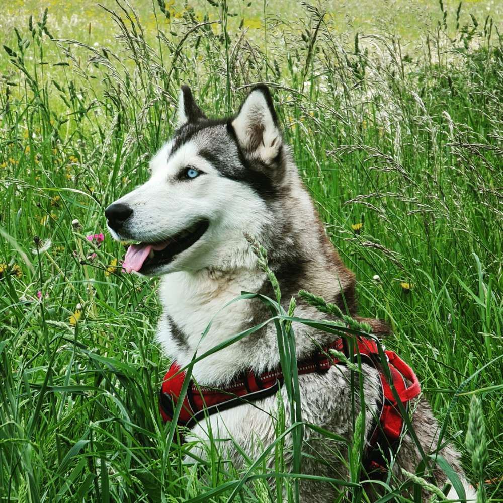 Hundetreffen-Laufen und Spielen zum Auspowern-Profilbild