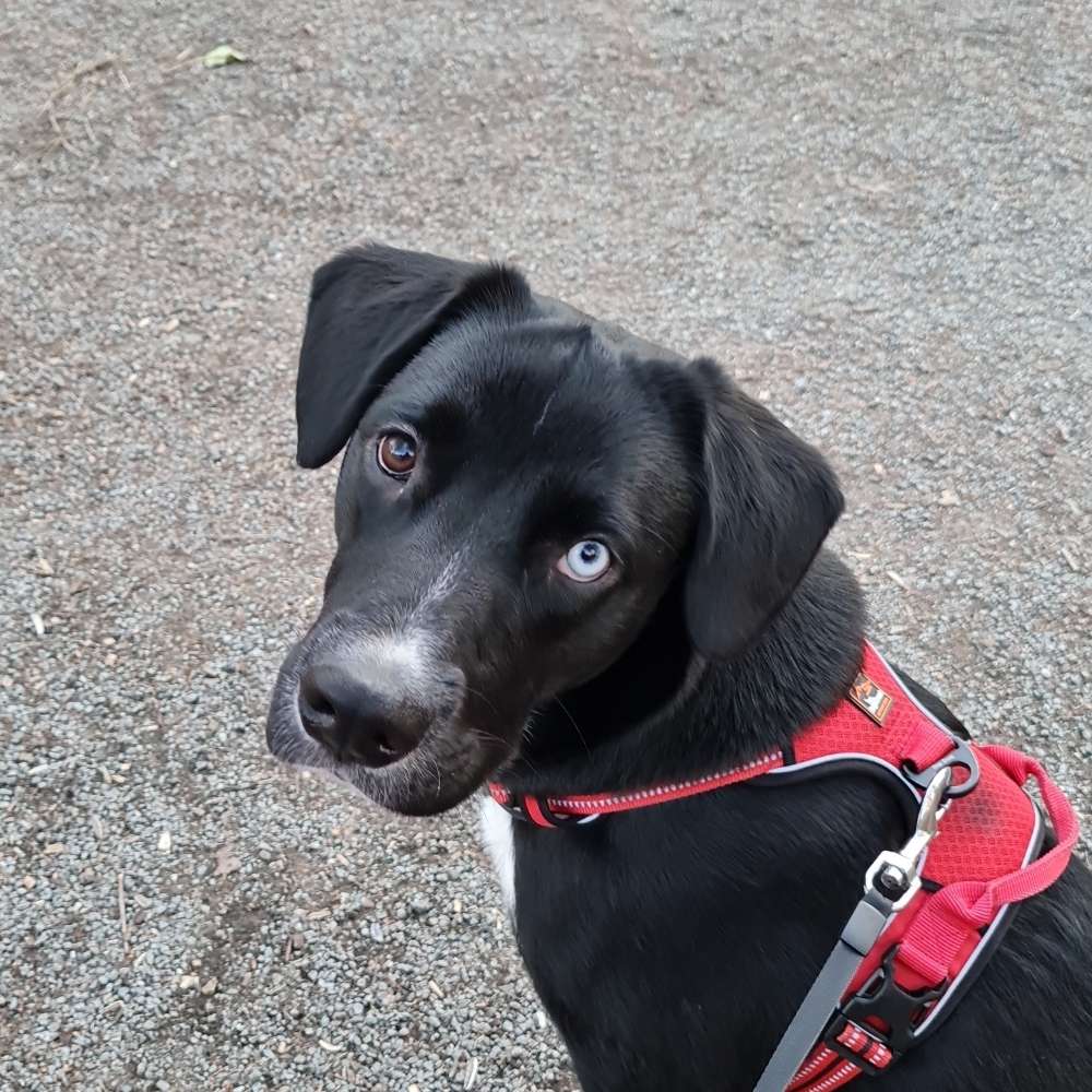 Hundetreffen-Hundebegegnung-Profilbild