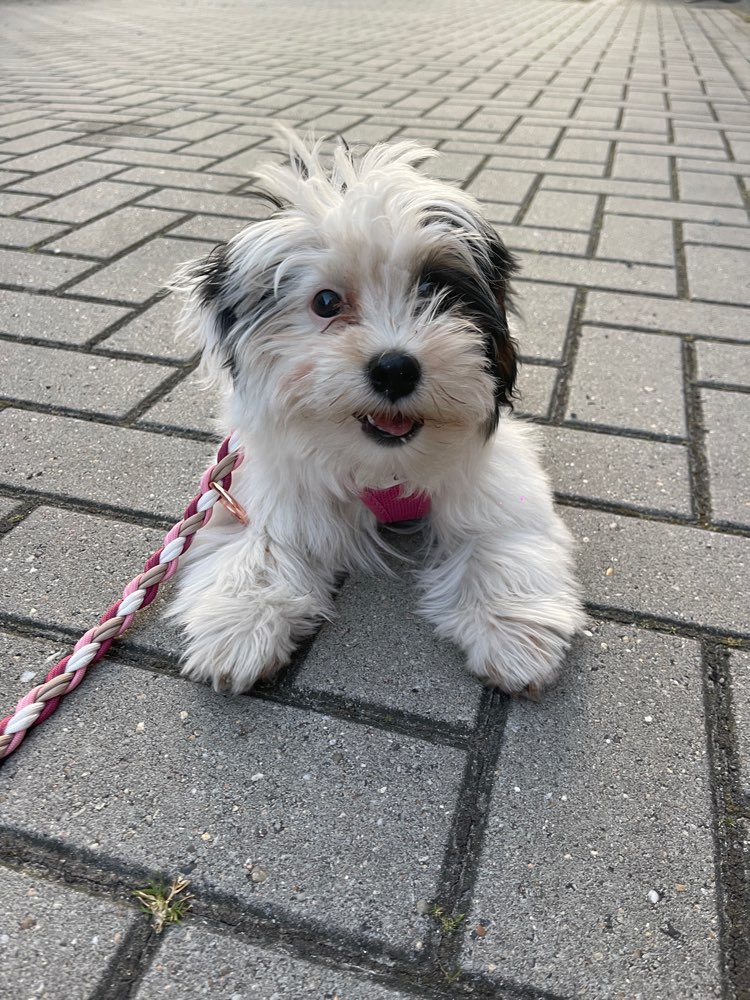 Hundetreffen-Spielfreunde gesucht 🐾🤍-Profilbild