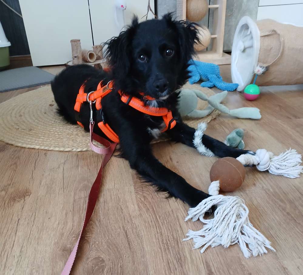 Hundetreffen-Waldspaziergang-Profilbild