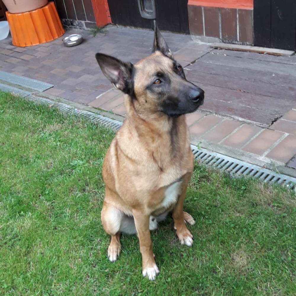 Hundetreffen-Tierbetreeung gesucht-Profilbild