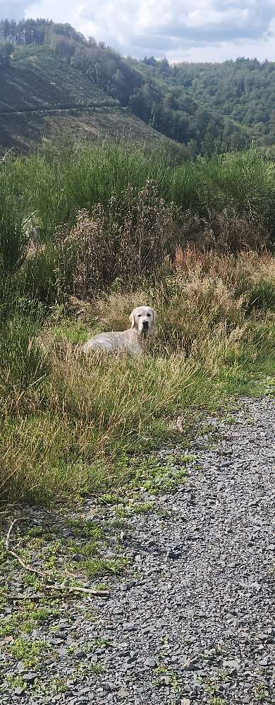 Hundetreffen-Golden sucht Freunde zum spielen-Profilbild