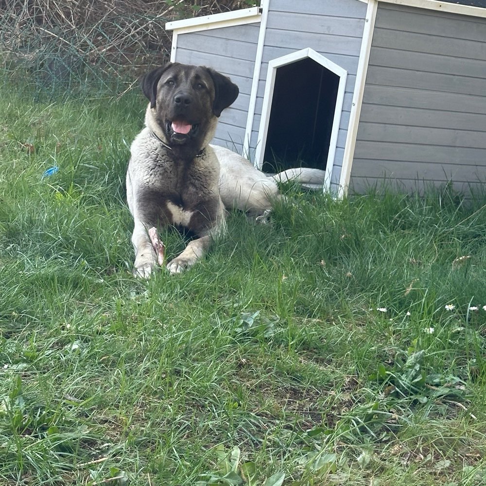 Hundetreffen-Spiel Partner-Profilbild