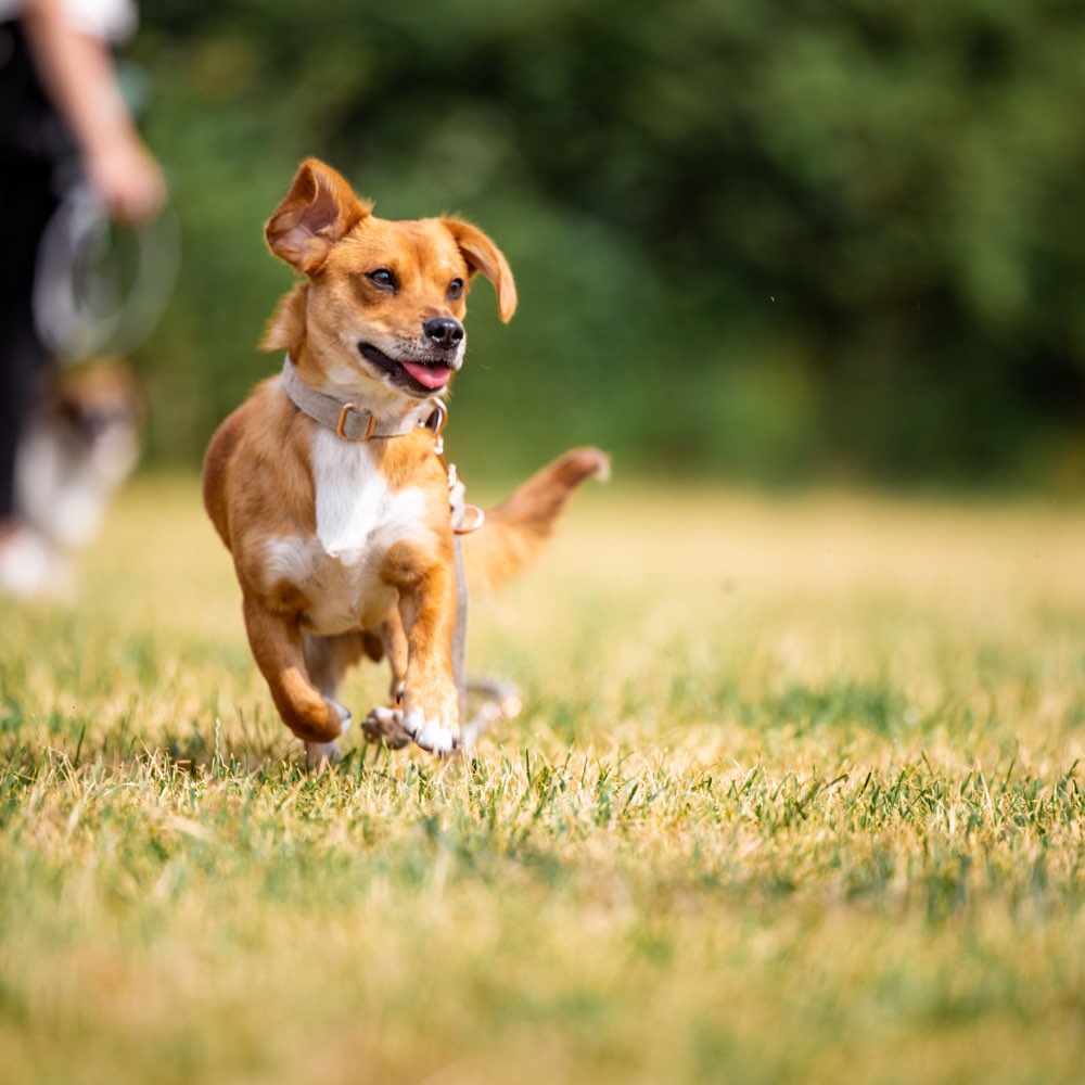 Hundetreffen-Spielpartner gesucht 🐶-Profilbild