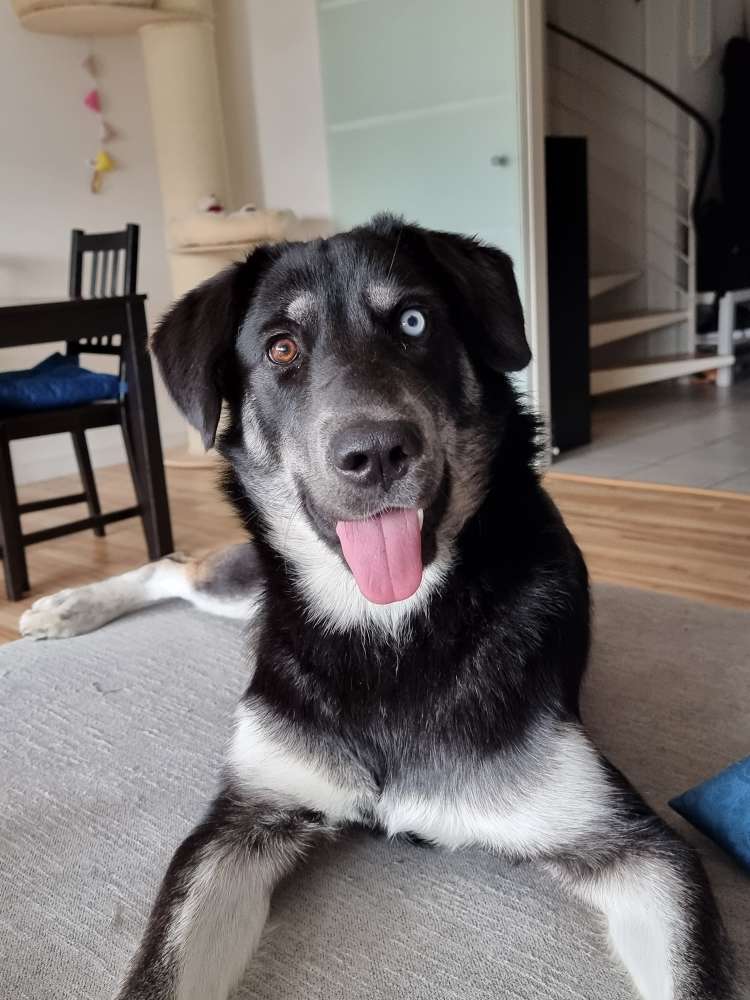 Hundetreffen-Indie sucht Freunden-Profilbild