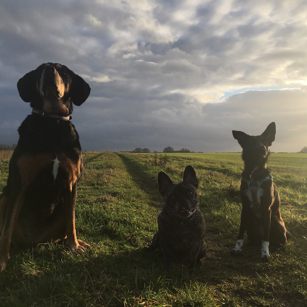 Hundetreffen-Begegnungstraining in Weende-Profilbild