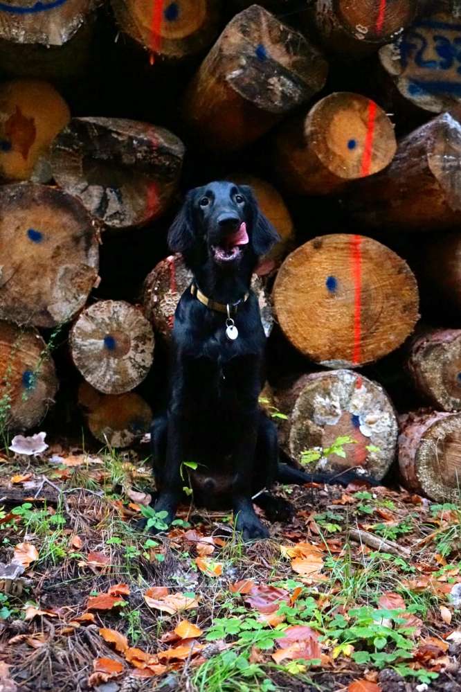 Hundetreffen-Spiel- und Gassirunden-Profilbild