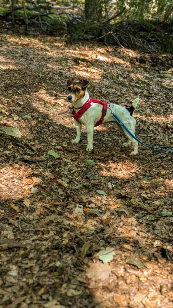 Hundetreffen-Suche Hundebegegnungen mit ruhigen kleinen-Mittelgroßen Hunden-Profilbild