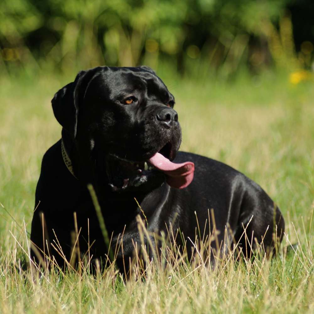 Hundetreffen-Gassi-Treffen in Duisburg Mitte/Süd oder Umgebung-Profilbild