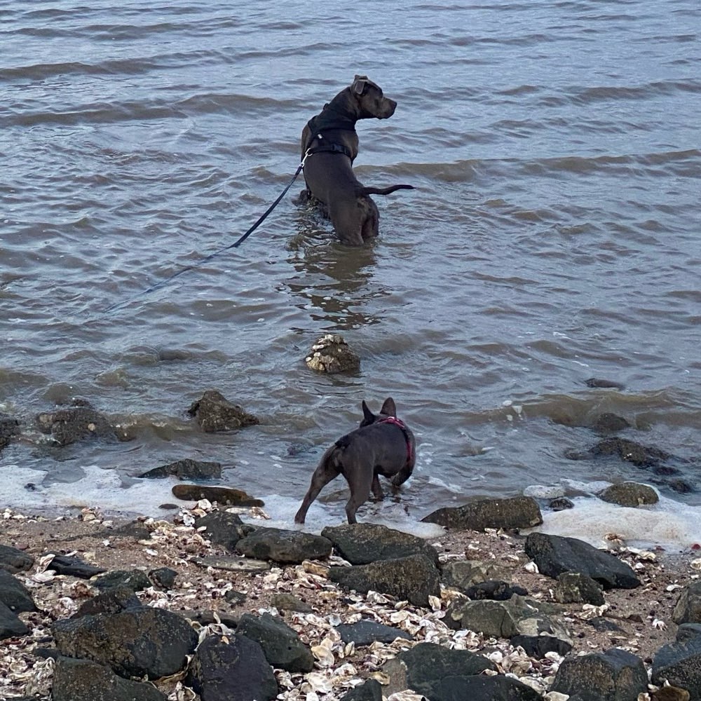 Hundetreffen-Spielen oder doch lieber zusammen Spazieren?-Profilbild