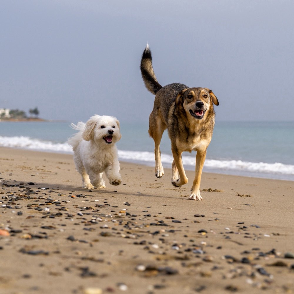 Hundetreffen-Foto-Walk-Profilbild