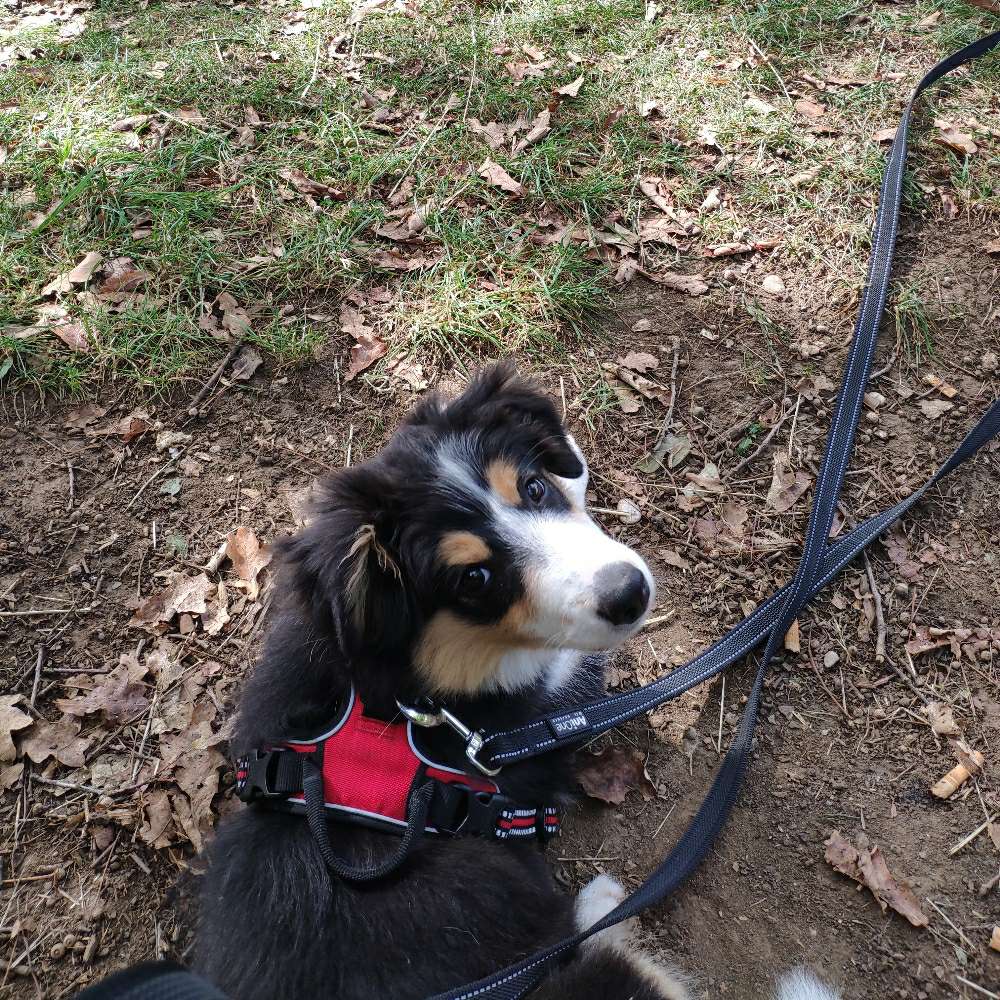 Hundetreffen-Spielkameraden Gassikumpel-Profilbild