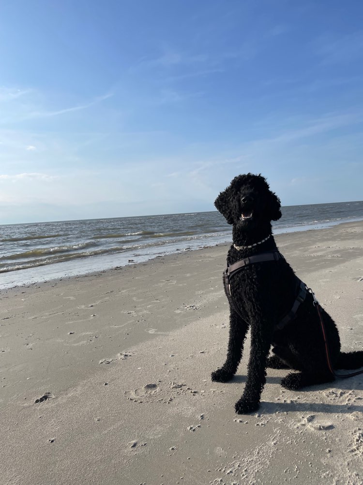 Hundetreffen-Gassi Partner gesucht :)-Profilbild