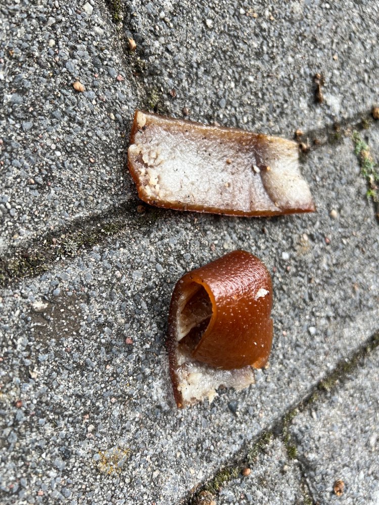 Giftköder-Vermutlicher Giftköder -Schweineschwarte-Profilbild