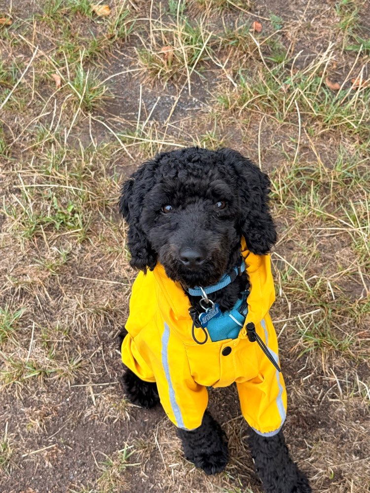 Hundetreffen-Junghunde-Profilbild
