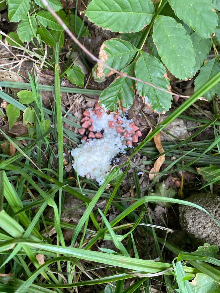 Giftköder-Giftköder-Profilbild