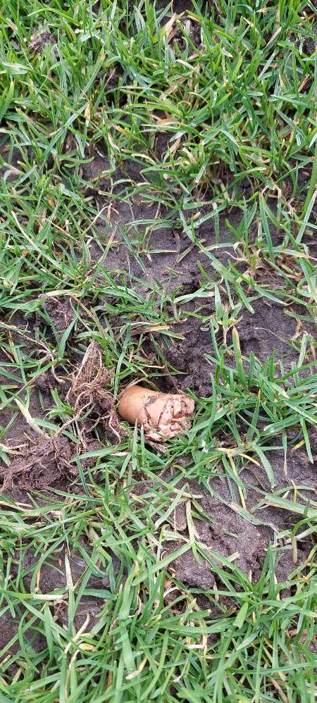 Giftköder-Fleisch auf BTB Sportplatz-Profilbild