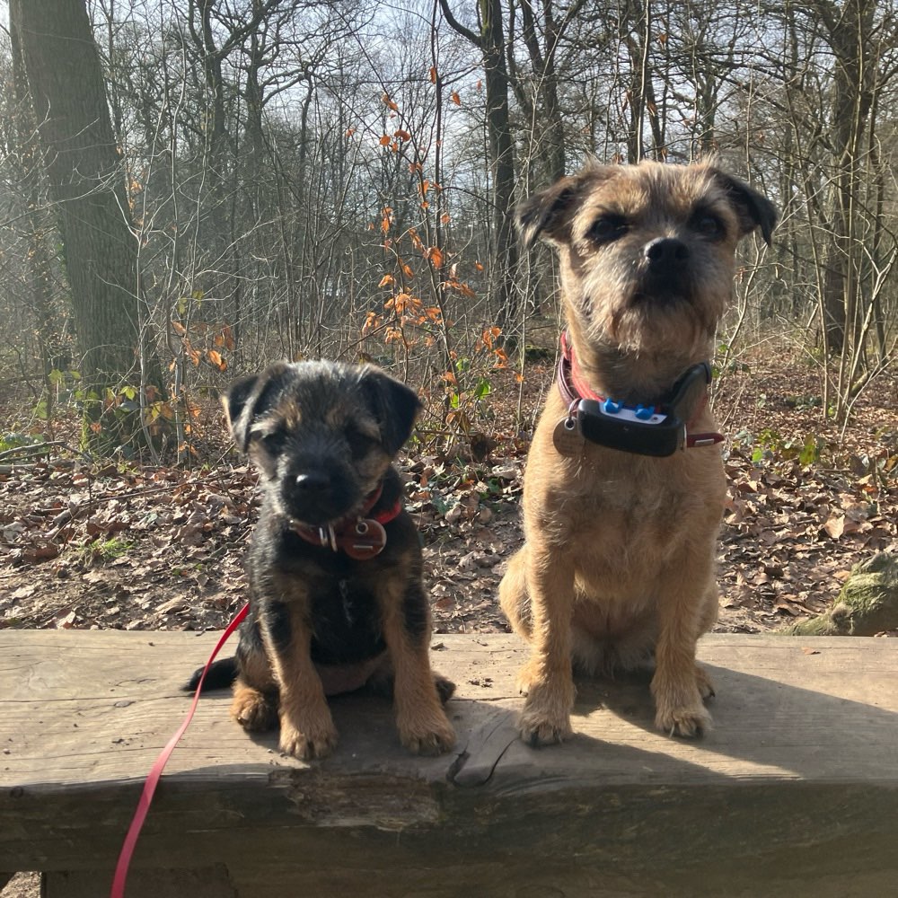 Hundetreffen-Spiel- und/oder Gassipartner gesucht-Profilbild