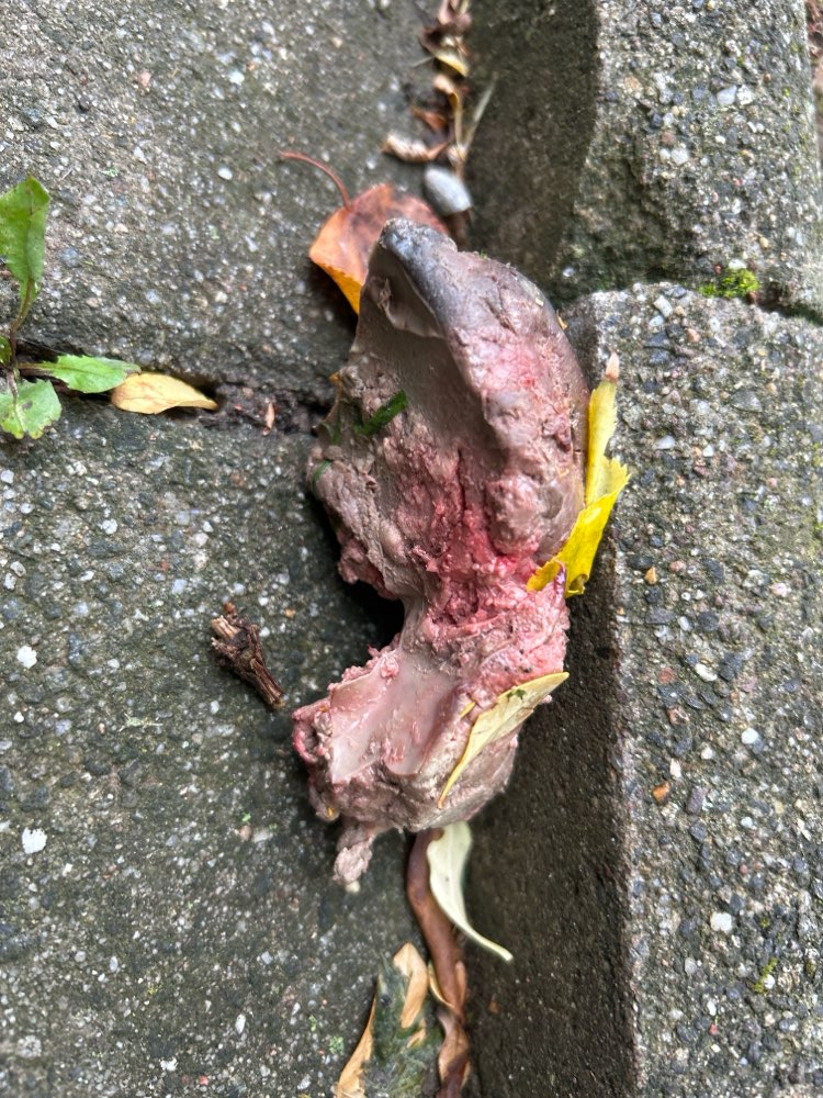 Giftköder-Giftköder-Profilbild