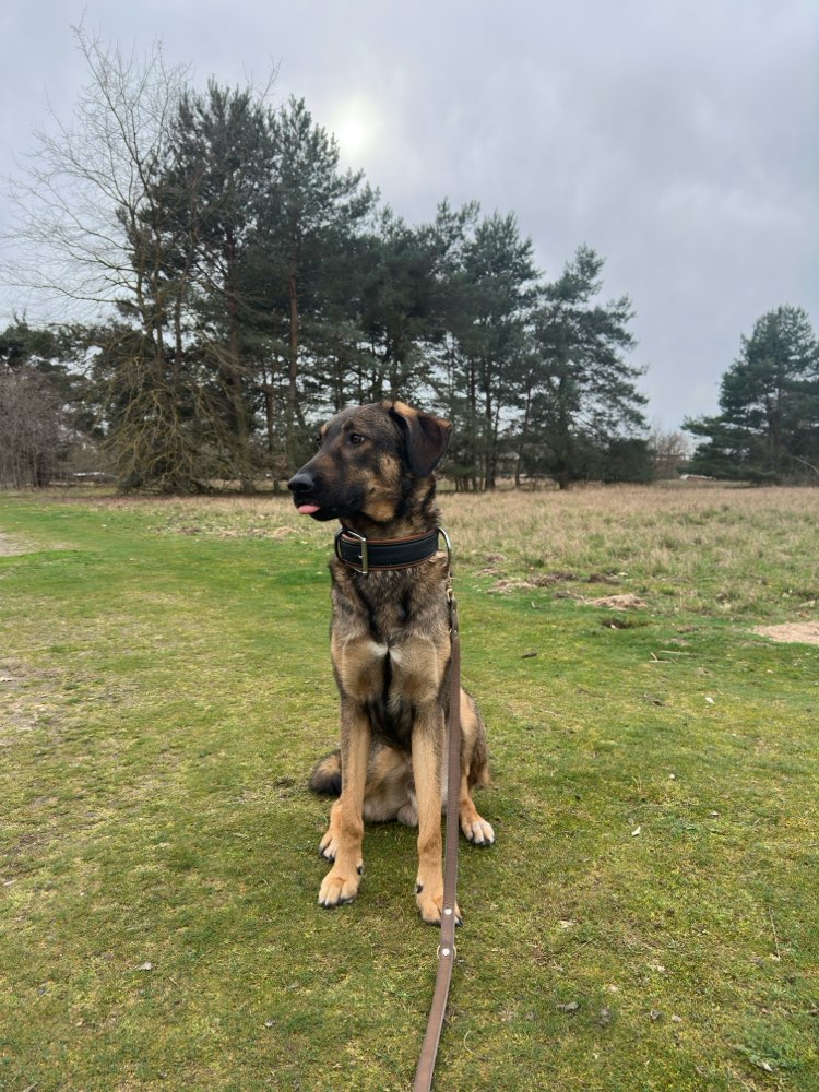 Hundetreffen-Suchen souveränen Rüden-Profilbild