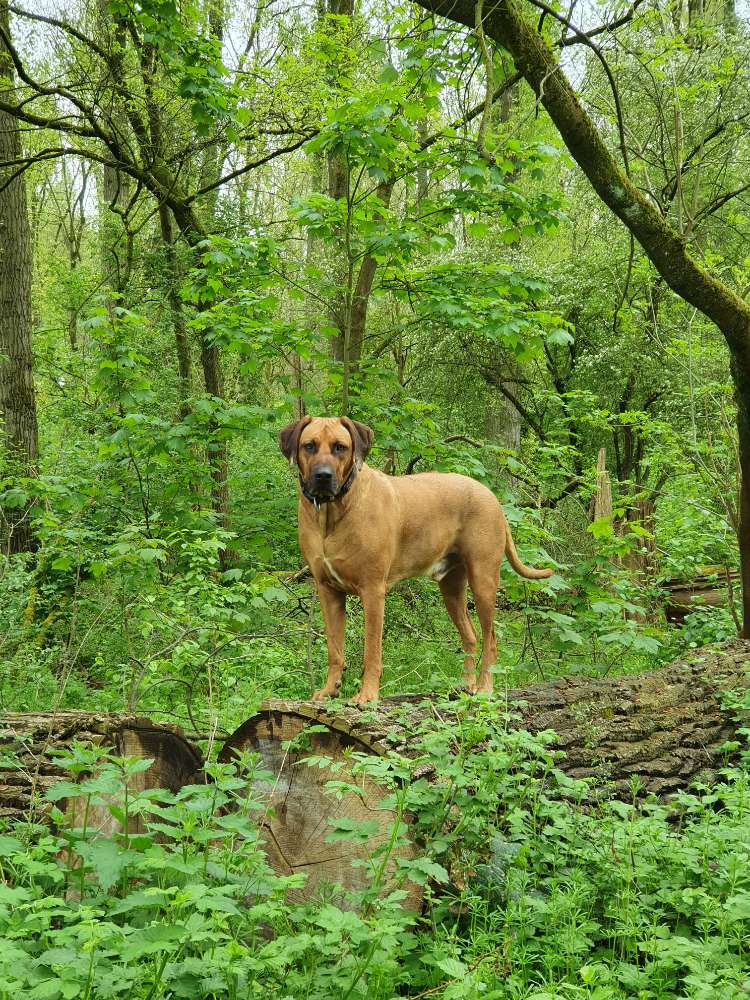 Hundetreffen-Rohdesian Ridgeback  treffen-Profilbild