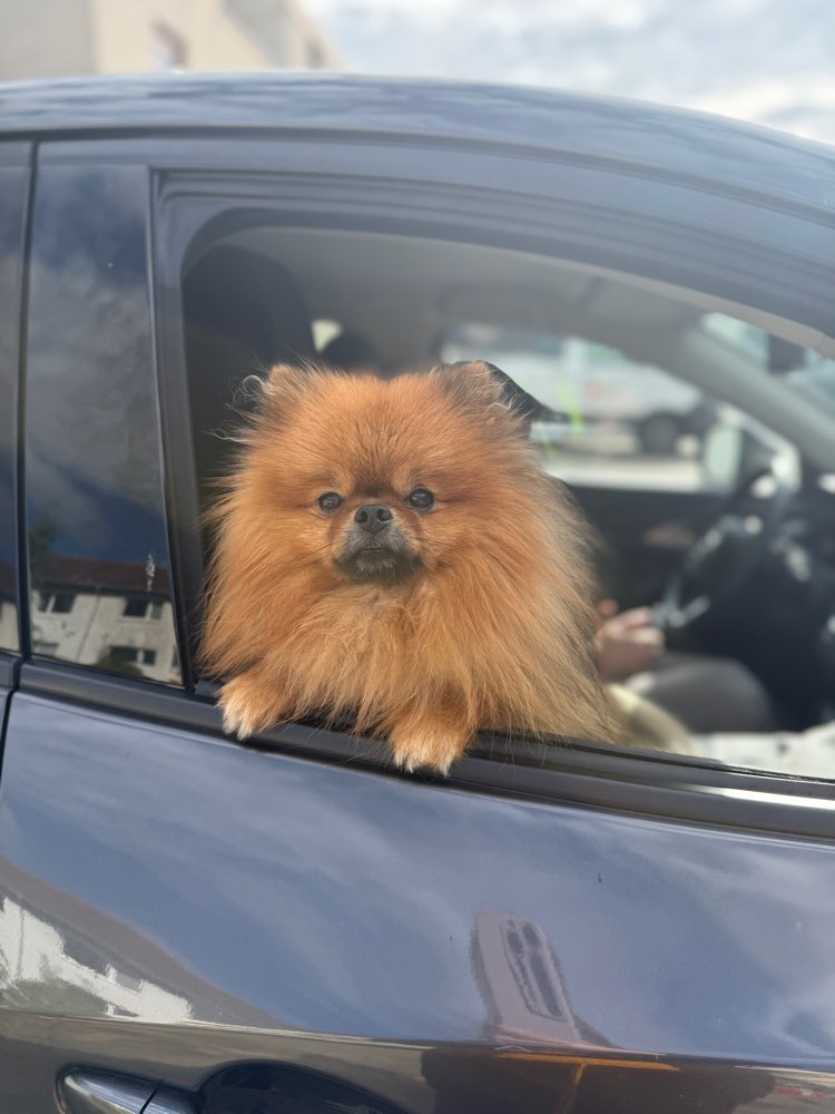 Hundetreffen-Gassi und spiel Freund gesucht 🐶-Profilbild