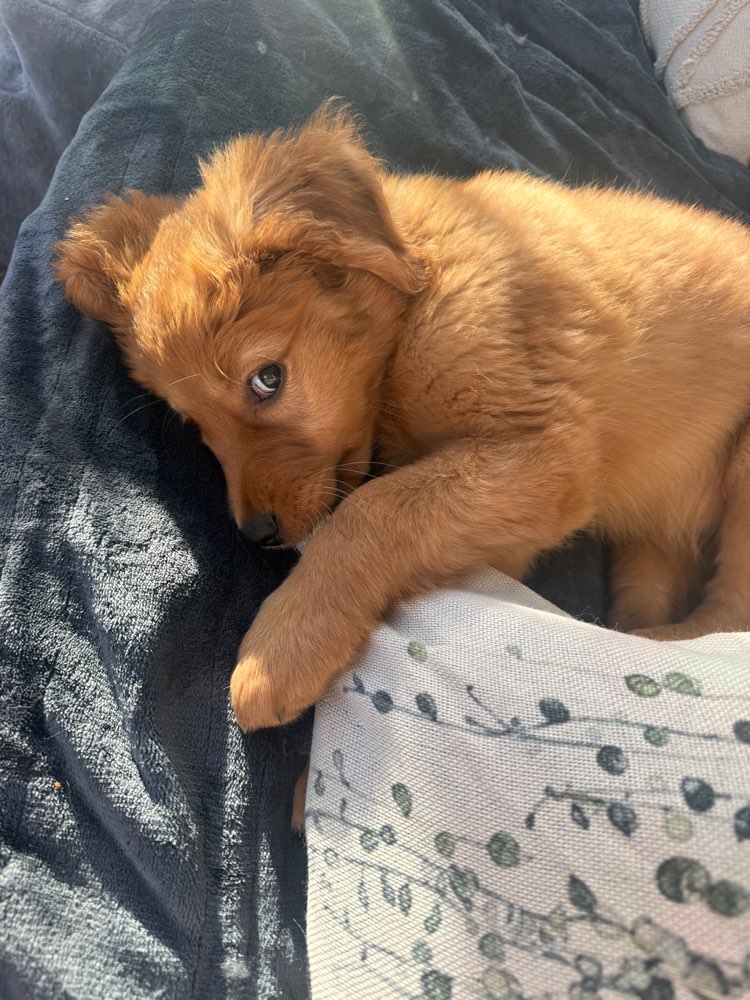 Hundetreffen-Welpentreffen Dezember 25-Profilbild