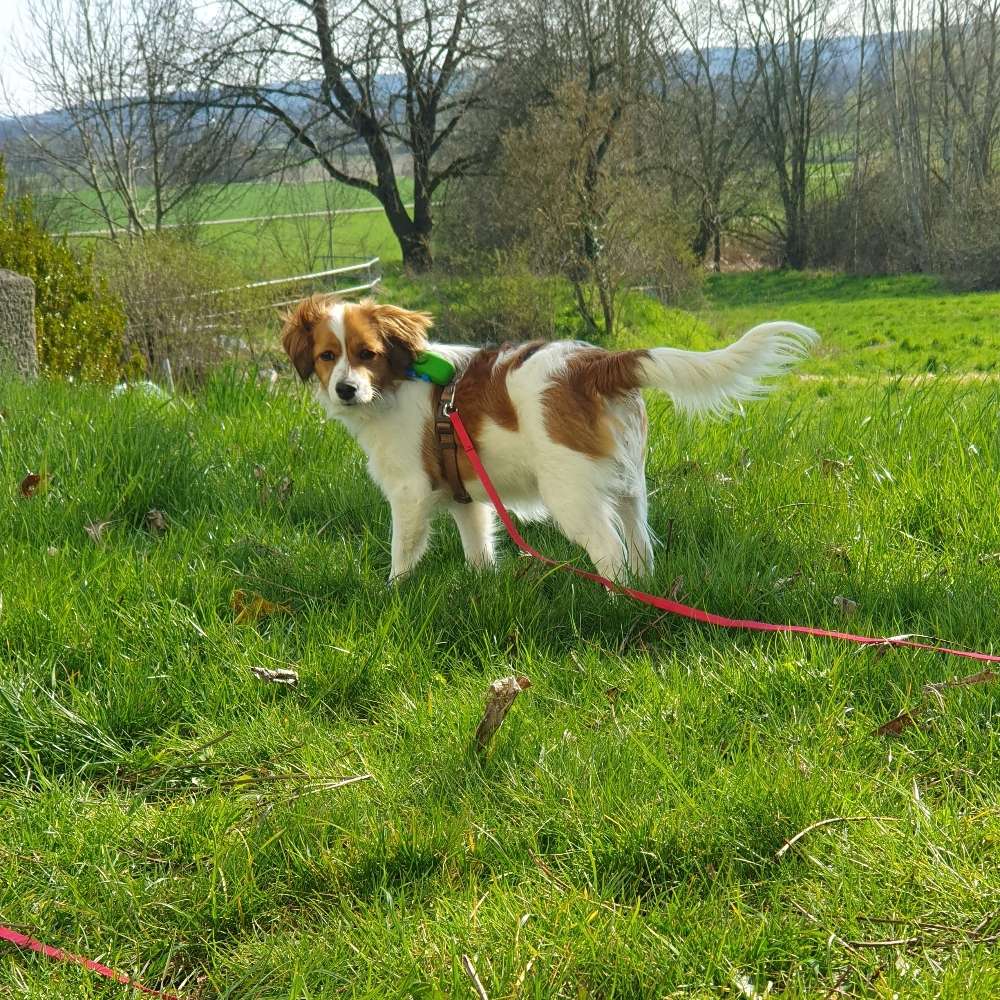 Hundetreffen-Junghund Spiel &Gassitreffen-Profilbild