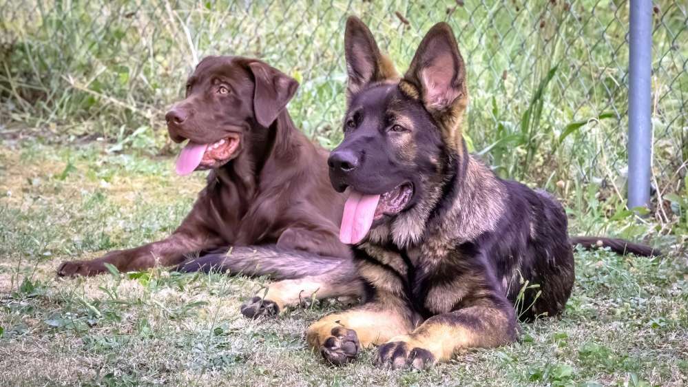 Hundetreffen-Junghund Treffen / Begegnungstraining-Profilbild