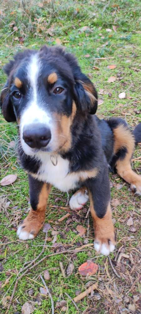 Hundetreffen-Spielgefährten gesucht-Profilbild