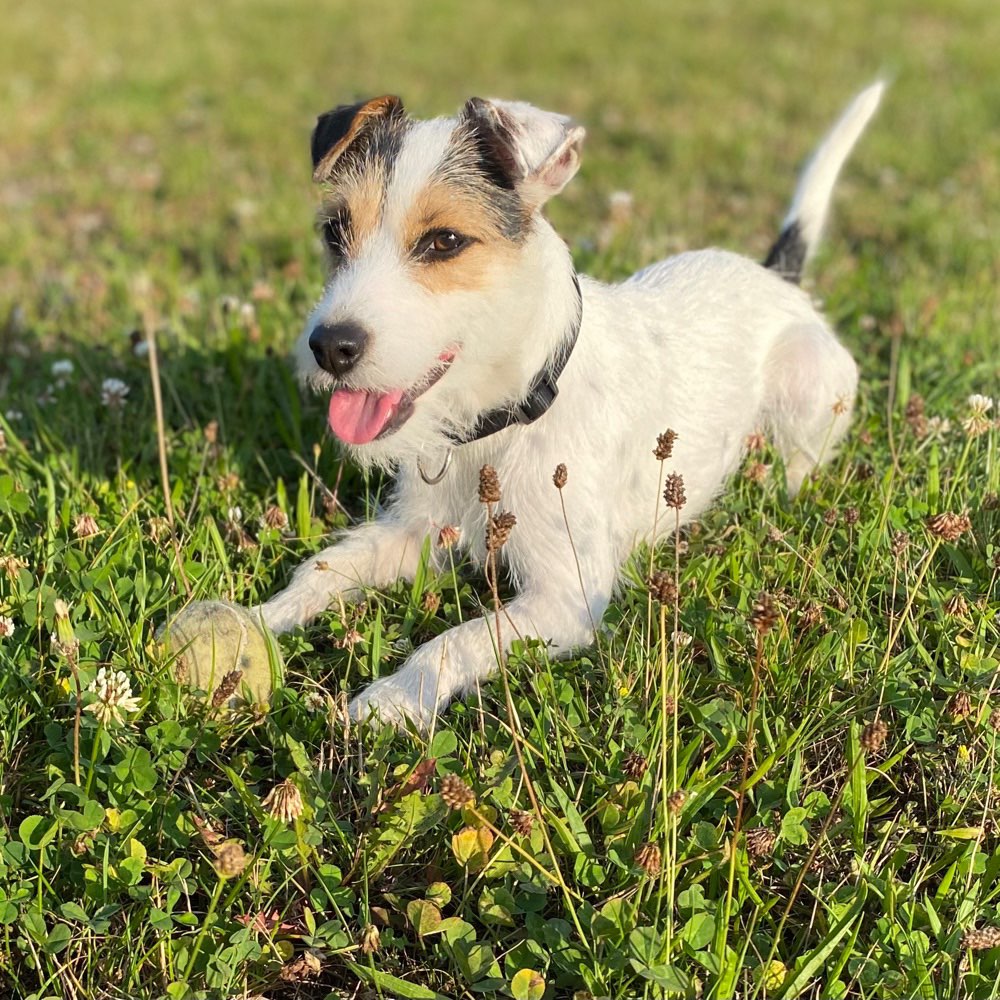 Hundetreffen-🐶-Freunde zum Gassigehen, Spielen und Üben gesucht.-Profilbild