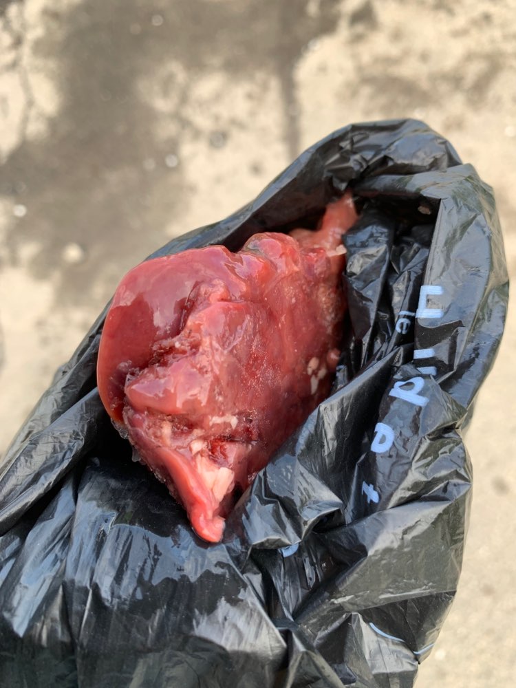 Giftköder-Verdächtiges Fleisch-Profilbild