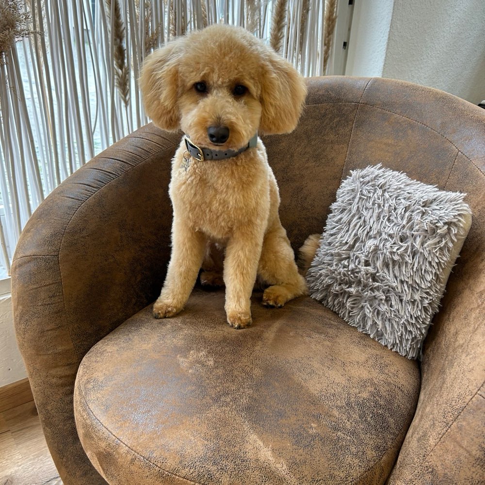 Hundetreffen-Spieltreffen-Profilbild