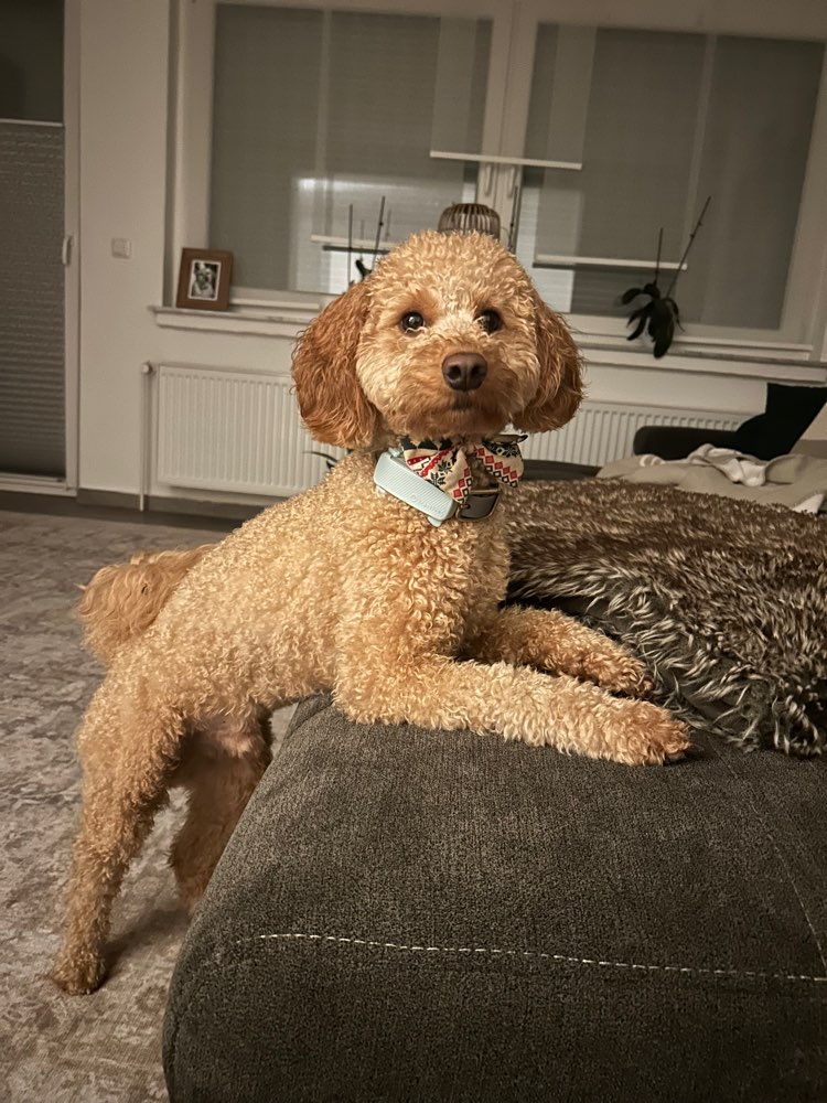 Hundetreffen-Gemeinsames Spazieren gehen / Spielen-Profilbild