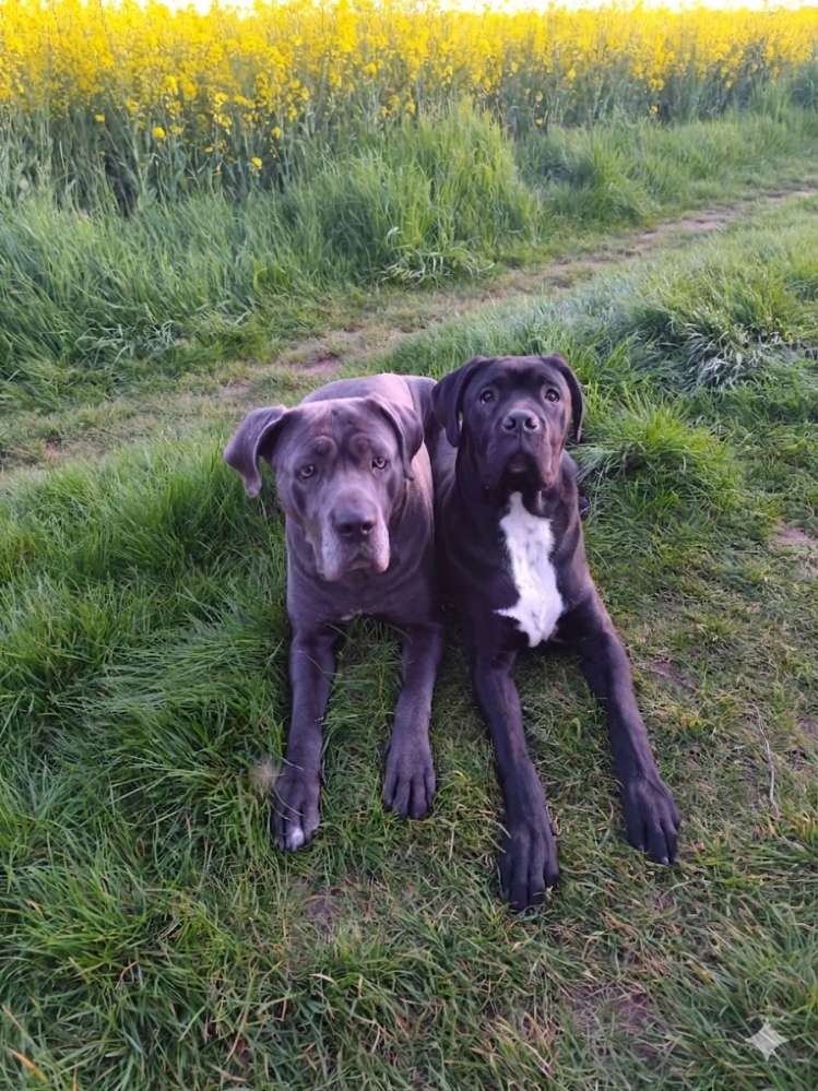 Hundetreffen-Gassi Runde / Spieletreffen-Profilbild